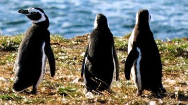 Ledové království Patagonie a Ohňové země (Argentina - Chile)